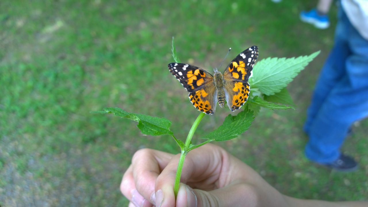 Schmetterling auf einem Blatt